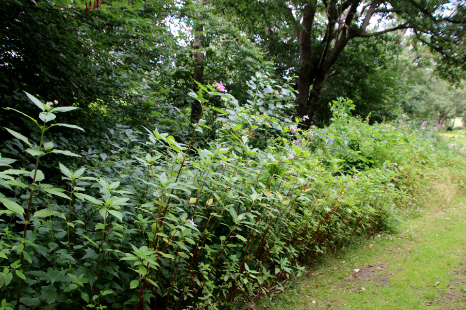 Недотрога мелкоцветковая (дат. Småblomstret Balsamin, лат. Impatiens parviflora). Мемориальный парк Марселисборг 5 августа 2022, Дания