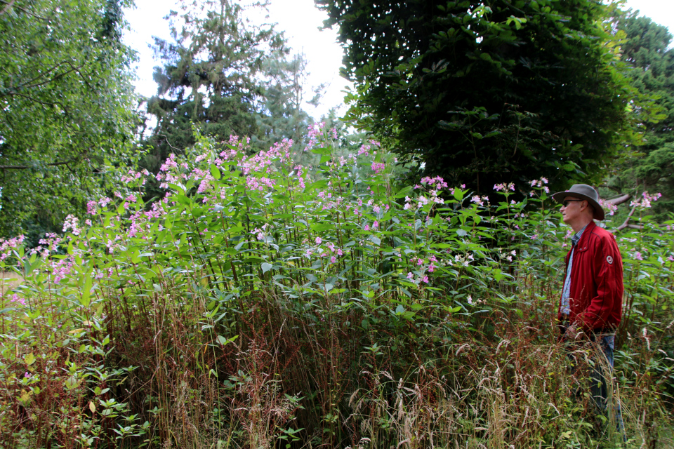 Недотрога железистая (дат. Kæmpe-Balsamin, лат. Impatiens glandulifera). Мемориальный парк Марселисборг 5 августа 2022, Дания