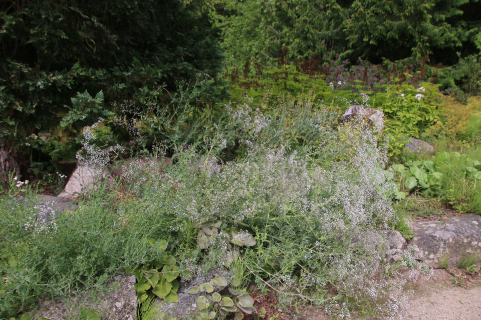 Качим метельчатый или перекати-поле (дат. Flerårig brudeslør, лат. Gypsophila paniculata). Мемориальный парк Марселисборг 5 августа 2022, Дания