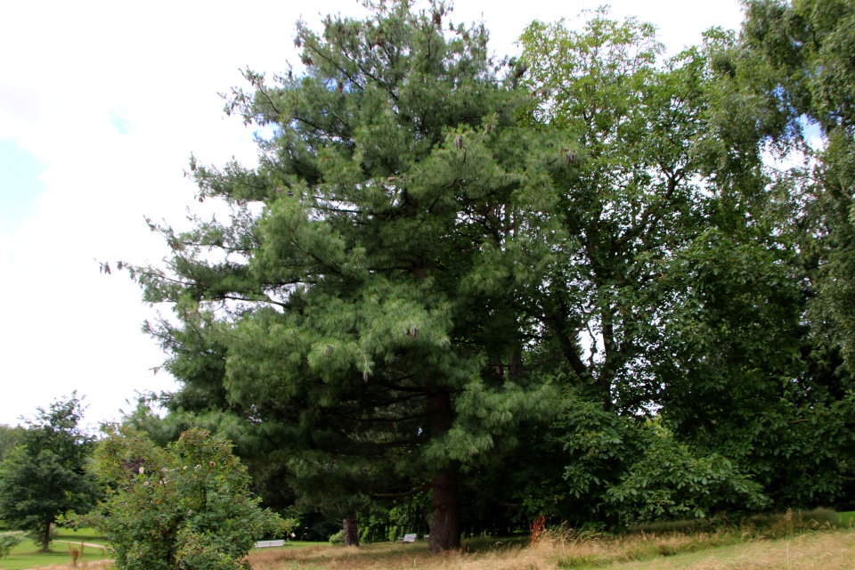 Сосна веймутова (дат. Weymouthfyr, лат. Pinus strobus). Мемориальный парк Марселисборг 5 августа 2022, Дания