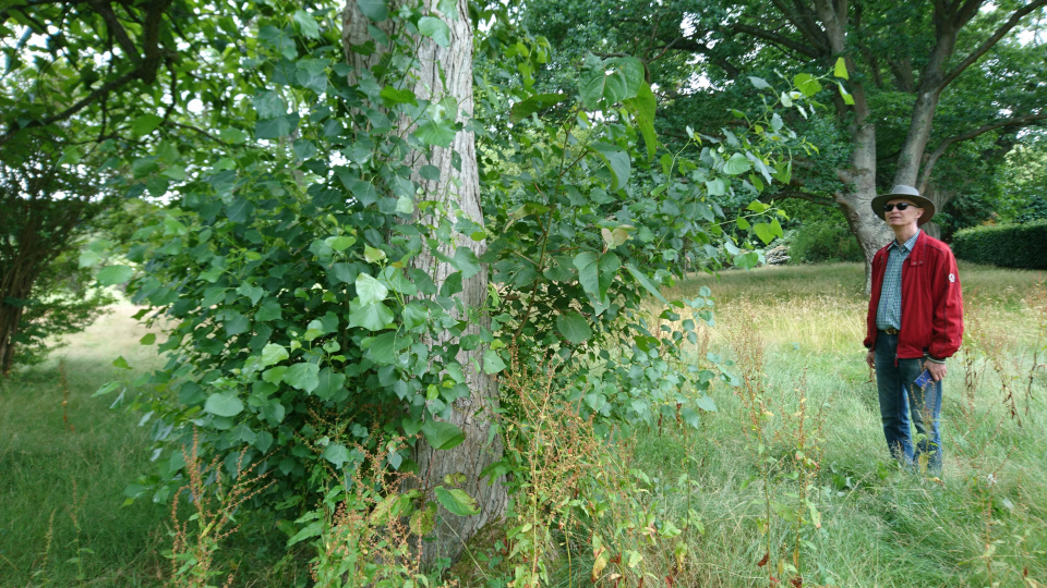 Тополь шершавоплодный (дат. Rabarberpoppel, лат. Populus lasiocarpa). Мемориальный парк Марселисборг 5 августа 2022, Дания