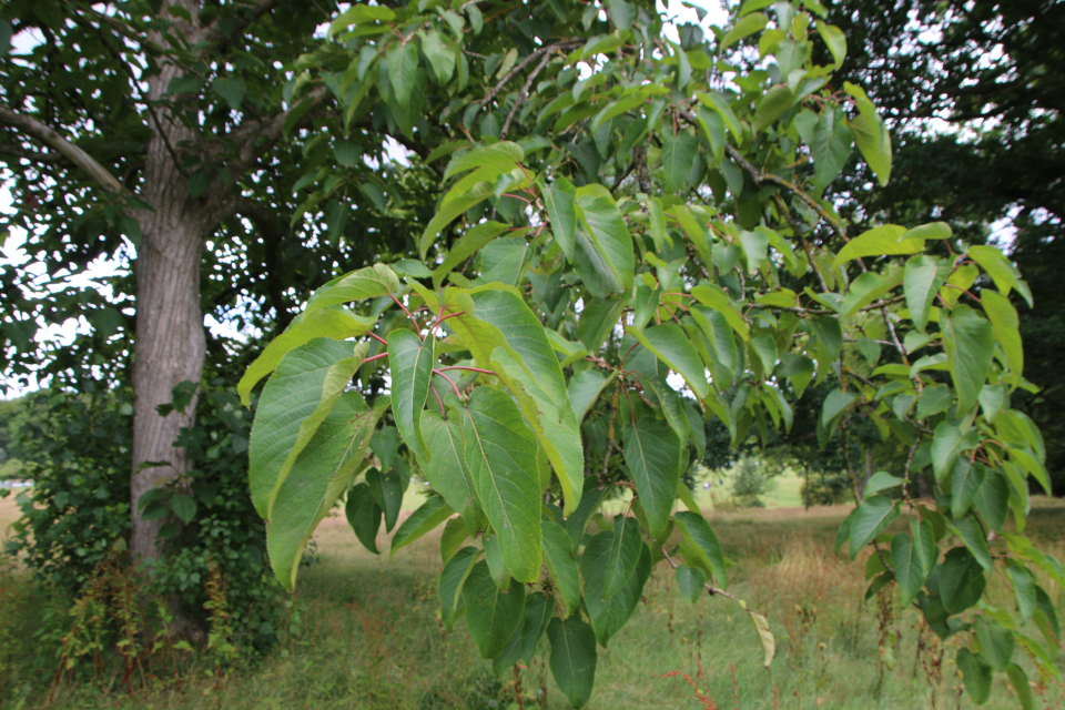 Тополь шершавоплодный (дат. Rabarberpoppel, лат. Populus lasiocarpa). Мемориальный парк Марселисборг 5 августа 2022, Дания