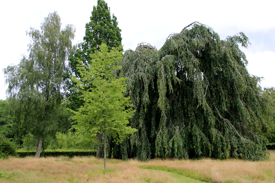 Хмелеграб обыкновенный (дат. Almindelig humlebøg, лат. Ostrya carpinifolia). Мемориальный парк Марселисборг 5 августа 2022, Дания