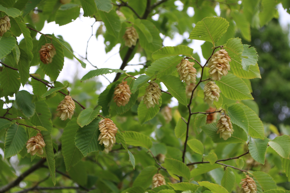 Хмелеграб обыкновенный (дат. Almindelig humlebøg, лат. Ostrya carpinifolia). Мемориальный парк Марселисборг 5 августа 2022, Дания