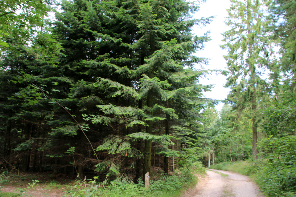 Пихта великая (дат. Kæmpegran, лат. Abies grandis). Плантация Холмы Сондруп, Дания. 14 июля 2022