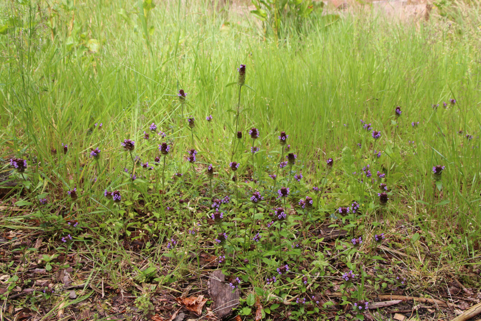 Черноголовка обыкновенная (дат. Almindelig Brunelle, лат. Prunella vulgaris). Плантация Холмы Сондруп, Дания. 14 июля 2022