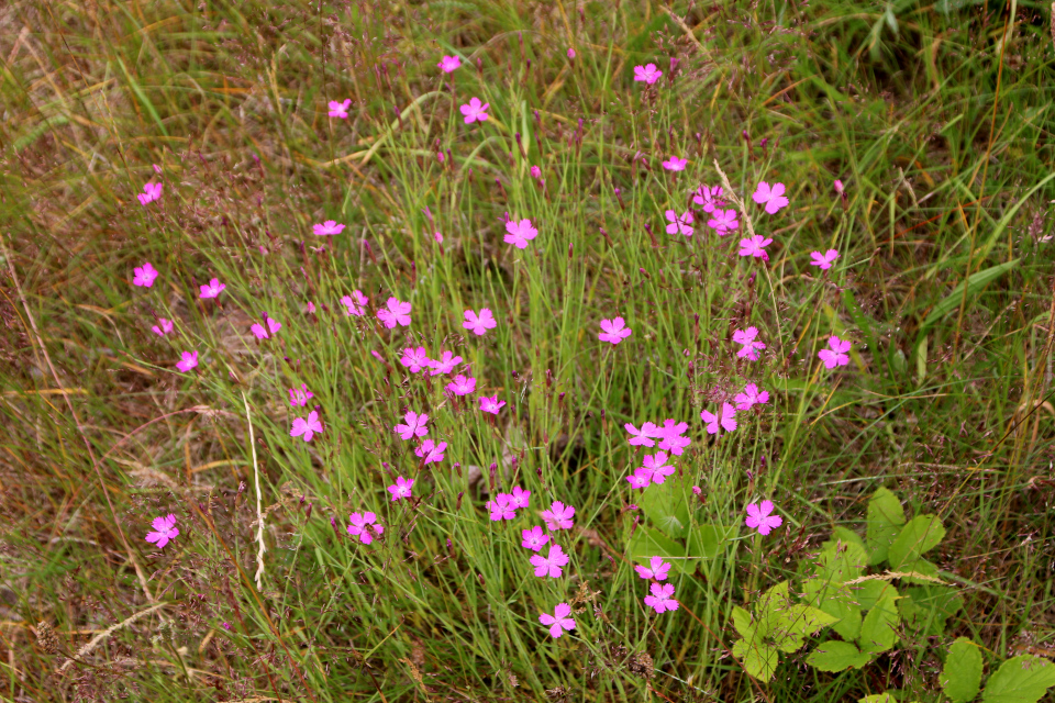 Гвоздика травянка (дат. Bakkenellike, лат. Dianthus deltoides). Плантация Холмы Сондруп, Дания. 14 июля 2022