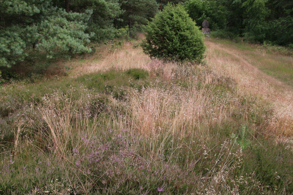 Вереск (дат. Hedelyng, лат. Calluna vulgaris). Памятник. Плантация Холмы Сондруп, Дания. 14 июля 2022