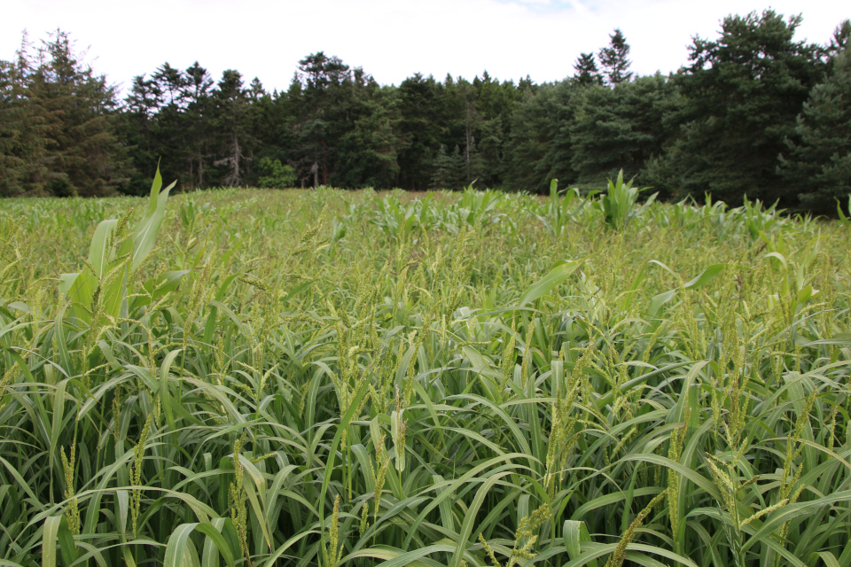 Просо обыкновенное (дат. Almindelig Hirse , лат. Panicum miliaceum), Кукуруза (дат. Majs, лат. Zea mays). Плантация Холмы Сондруп, Дания. 14 июля 2022