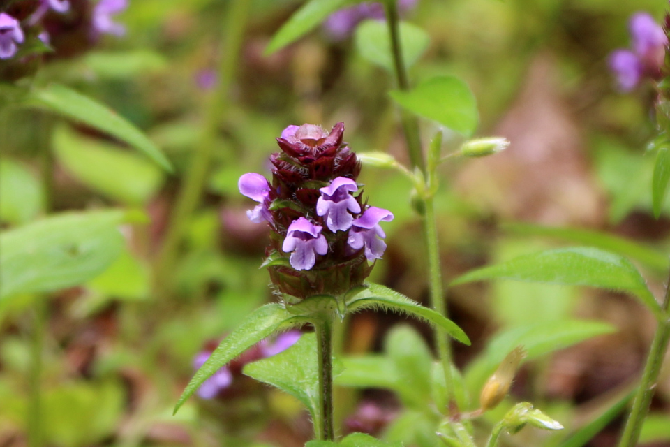 Черноголовка обыкновенная (дат. Almindelig Brunelle, лат. Prunella vulgaris). Плантация Холмы Сондруп, Дания. 14 июля 2022