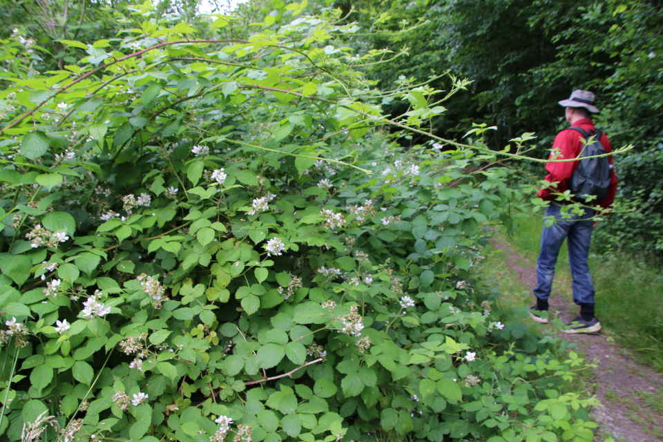 Ежевика складчатая или кустарниковая (дат. Almindelig Brombær, лат. Rubus fruticosus). Плантация Холмы Сондруп, Дания. 14 июля 2022