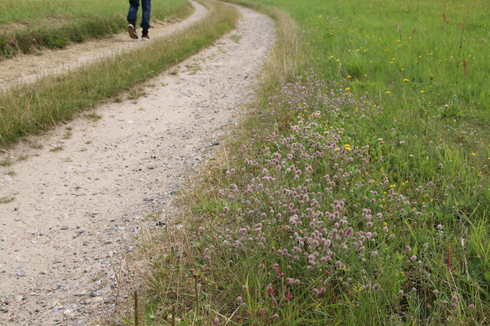 Клевер пашенный (дат. Hare-Kløver, лат. Trifolium arvense). Плантация Холмы Сондруп, Дания. 14 июля 2022