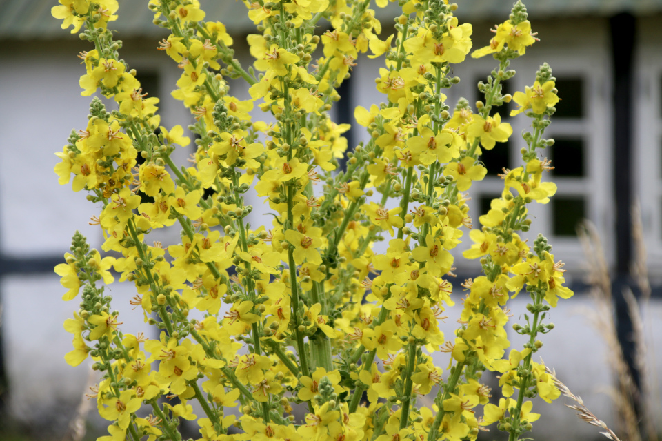 Коровяк чёрный (дат. Kongelys, лат. Verbascum nigrum). Плантация Холмы Сондруп, Дания. 14 июля 2022