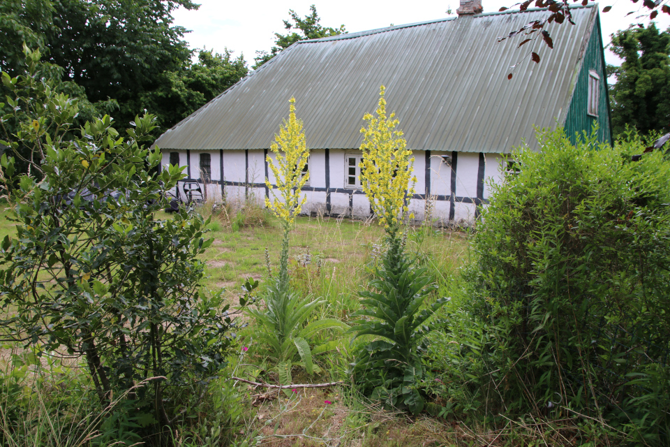 Коровяк чёрный (дат. Kongelys, лат. Verbascum nigrum), Падуб остролистный (дат. Kristtorn, лат. Ilex aquifolium). Плантация Холмы Сондруп, Дания. 14 июля 2022