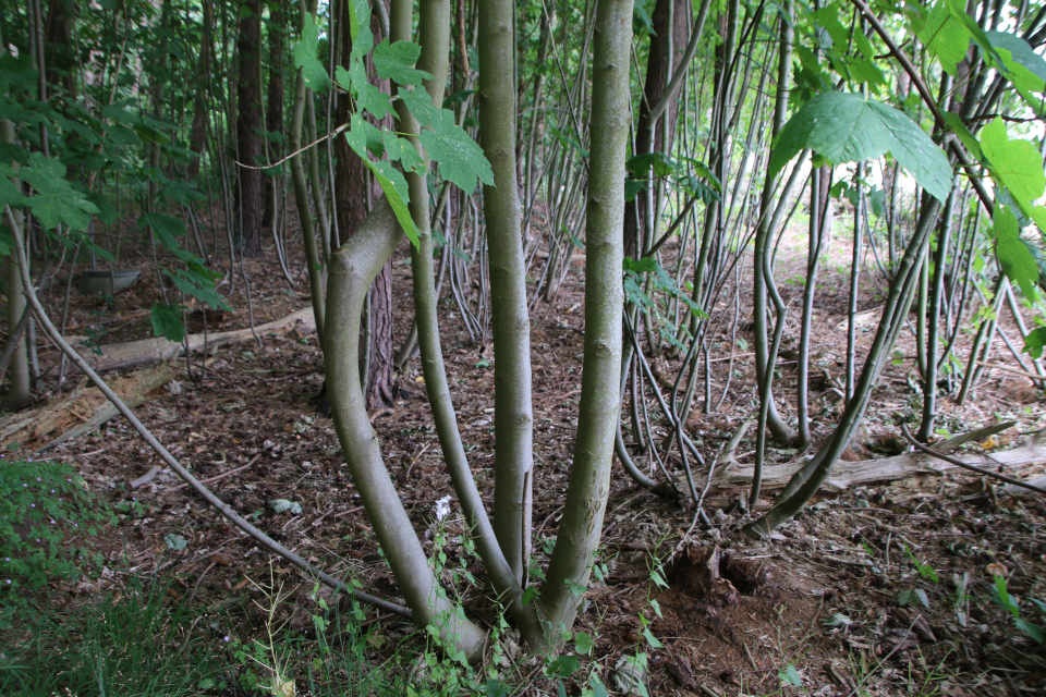 Клён белый (дат. Ahorn / ær, лат. Acer pseudoplatanus). Плантация Холмы Сондруп, Дания. 14 июля 2022