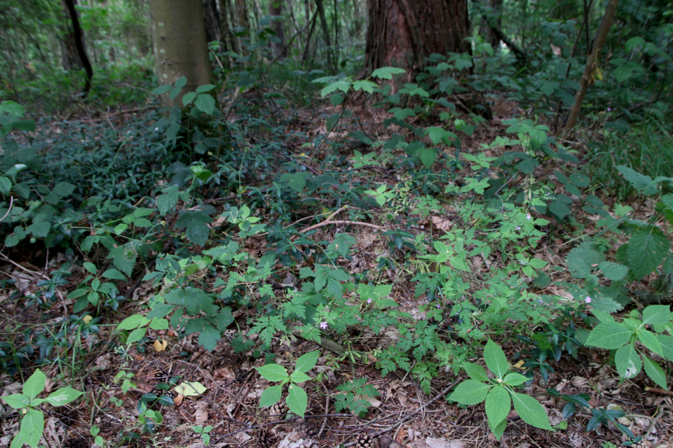 Барвинок малый (дат. Liden singrøn, лат. Vinca minor), Недотрога мелкоцветковая (дат. Småblomstret Balsamin, лат. Impatiens parviflora). Плантация Холмы Сондруп, Дания. 14 июля 2022