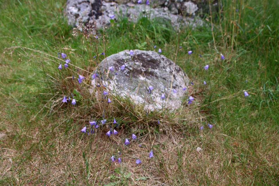 Колокольчик круглолистный (дат. Liden Klokke, лат. Campanula rotundifolia). Памятник. Плантация Холмы Сондруп, Дания. 14 июля 2022