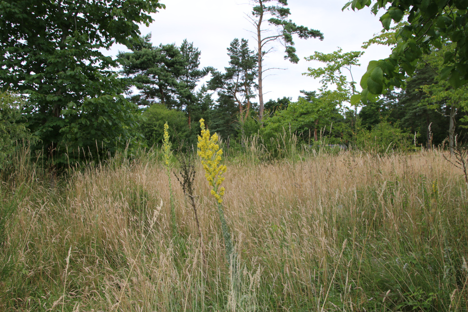 Коровяк чёрный (дат. Kongelys, лат. Verbascum nigrum). Плантация Холмы Сондруп, Дания. 14 июля 2022