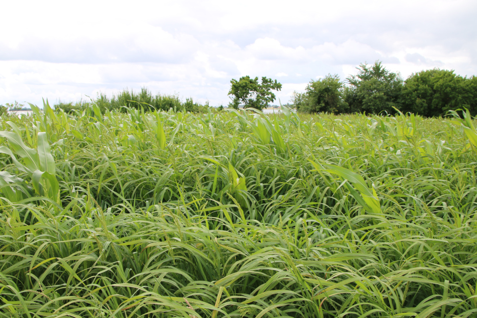 Просо обыкновенное (дат. Almindelig Hirse , лат. Panicum miliaceum), Кукуруза (дат. Majs, лат. Zea mays). Плантация Холмы Сондруп, Дания. 14 июля 2022