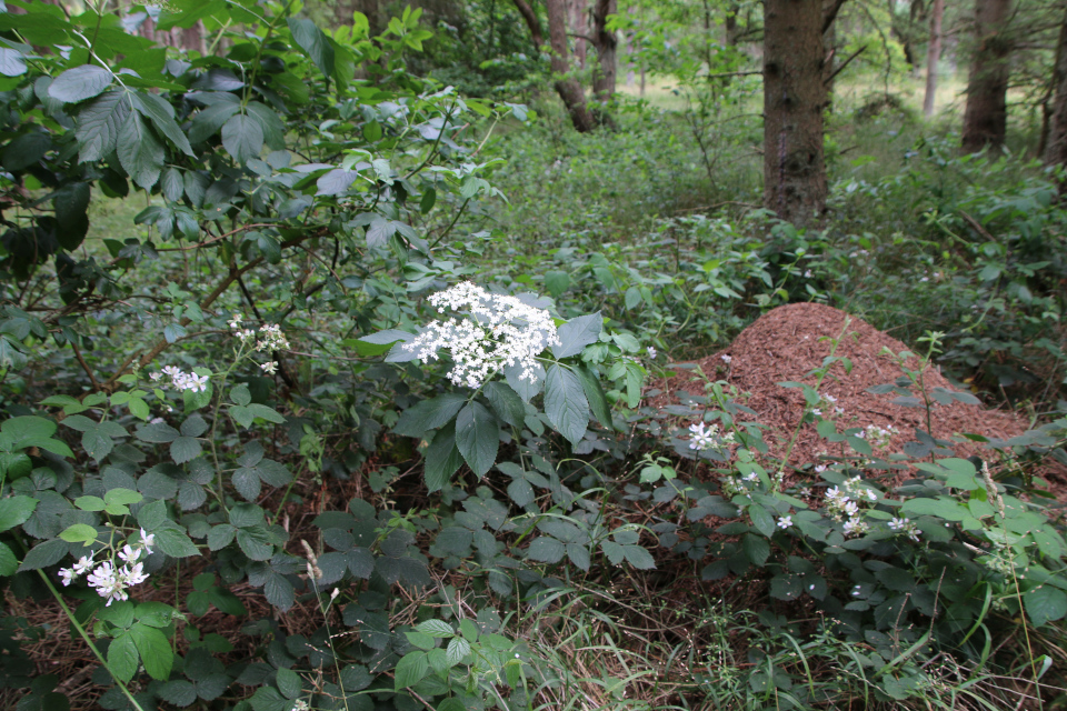 Муравейник. Бузина чёрная (дат. Almindelig hyld, лат. Sambucus nigra). Плантация Холмы Сондруп, Дания. 14 июля 2022