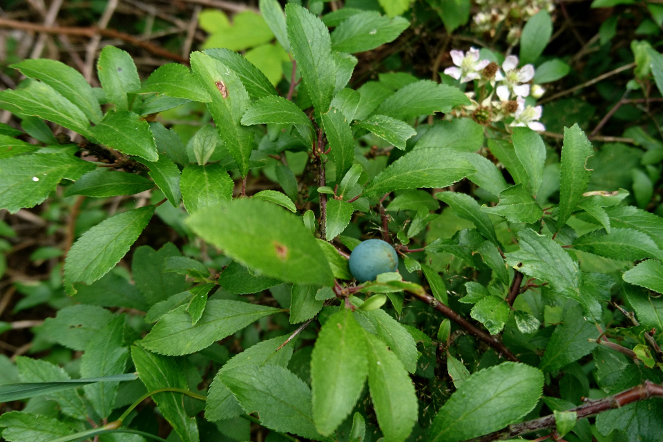 Тёрн (дат. Slåen, лат. Prunus spinosa). Плантация Холмы Сондруп, Дания. 14 июля 2022