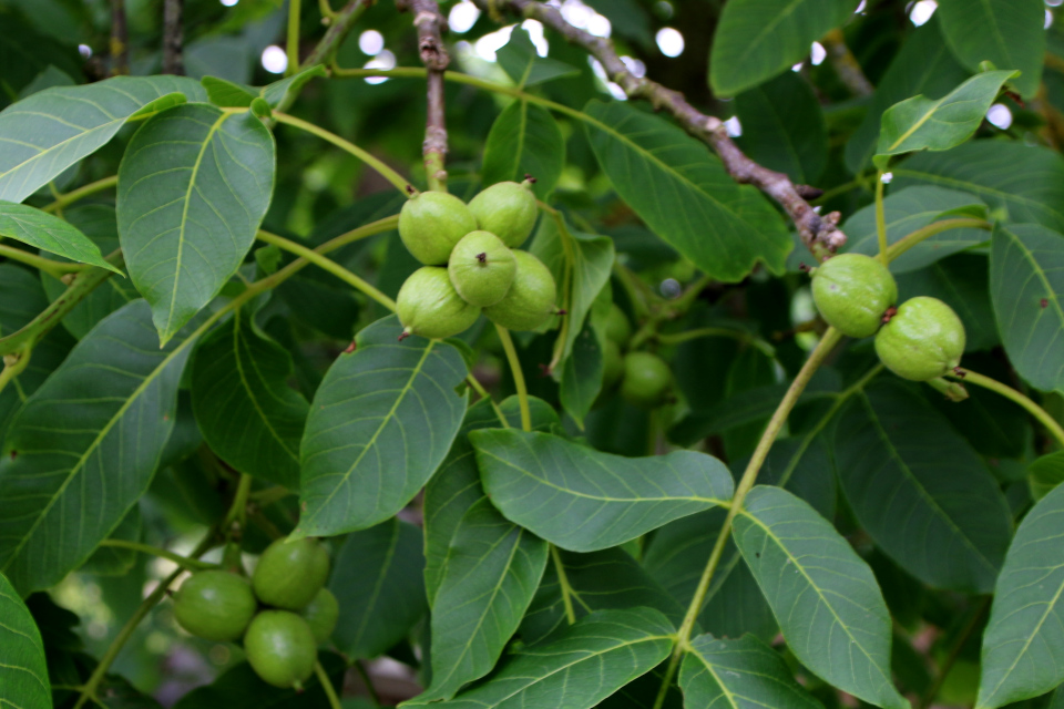 Грецкий орех (дат. Valnød, лат. Juglans regia). Плантация Холмы Сондруп, Дания. 14 июля 2022