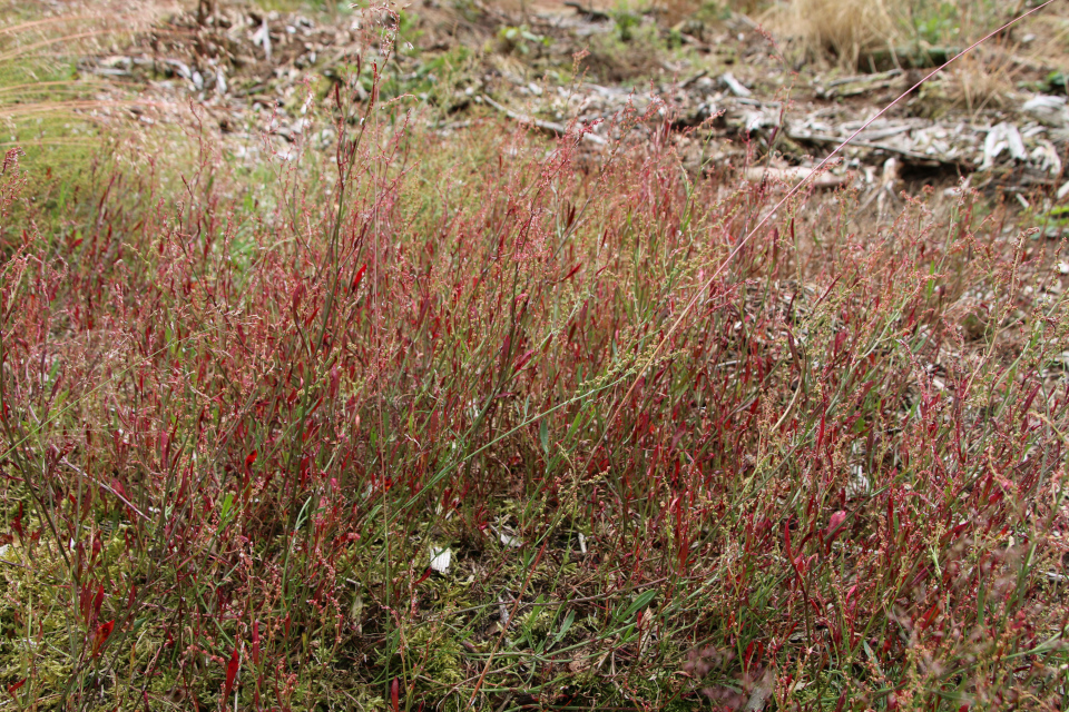 Воробьиный щавель (дат. Rødknæ, лат. Rumex acetosella). Плантация Холмы Сондруп, Дания. 14 июля 2022