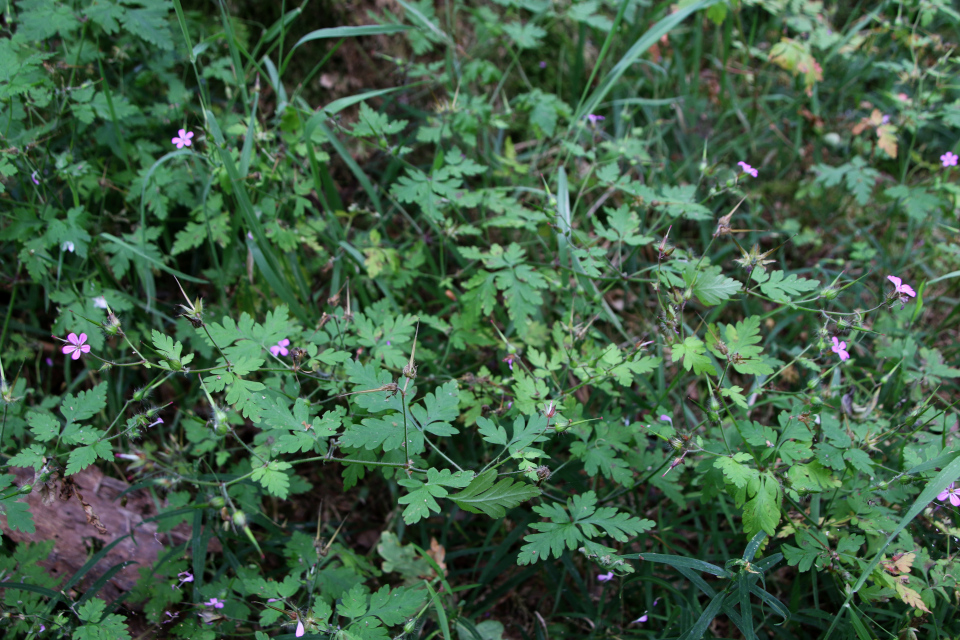 Герань Роберта (дат. Stinkende storkenæb, лат. Geranium robertianum). Плантация Холмы Сондруп, Дания. 14 июля 2022