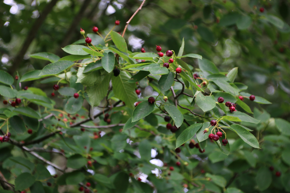 Ирга (дат. Bærmispel, лат. Amelanchier). Плантация Холмы Сондруп, Дания. 14 июля 2022