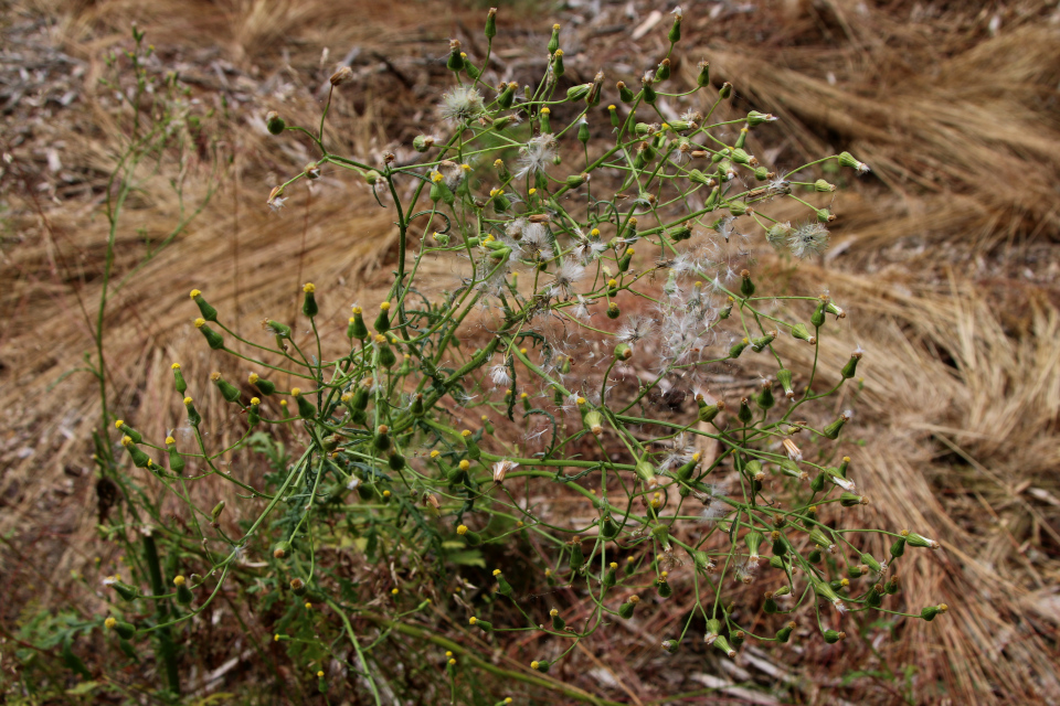 Крестовник обыкновенный (дат. Almindelig Brandbæger, лат. Senecio vulgaris). Плантация Холмы Сондруп, Дания. 14 июля 2022