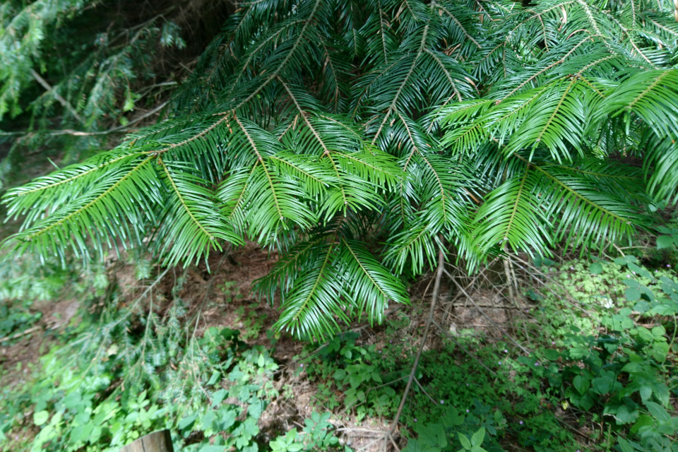 Пихта великая (дат. Kæmpegran, лат. Abies grandis). Плантация Холмы Сондруп, Дания. 14 июля 2022