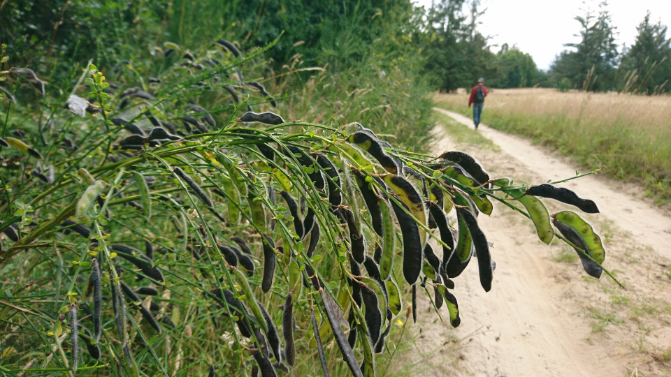 Ракитник венечный (дат. Gyvel, лат. Cytisus scoparius). Плантация Холмы Сондруп, Дания. 14 июля 2022