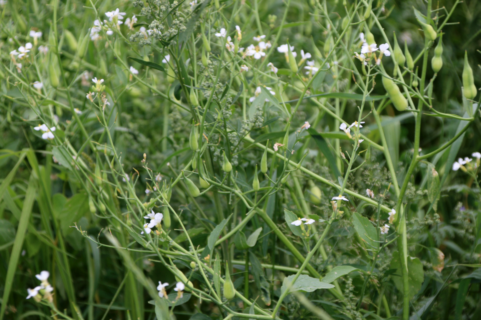 Редис стручковый (дат. olieræddike или radise-bælge, лат. Raphanus sativus var. caudatus). Плантация Холмы Сондруп, Дания. 14 июля 2022