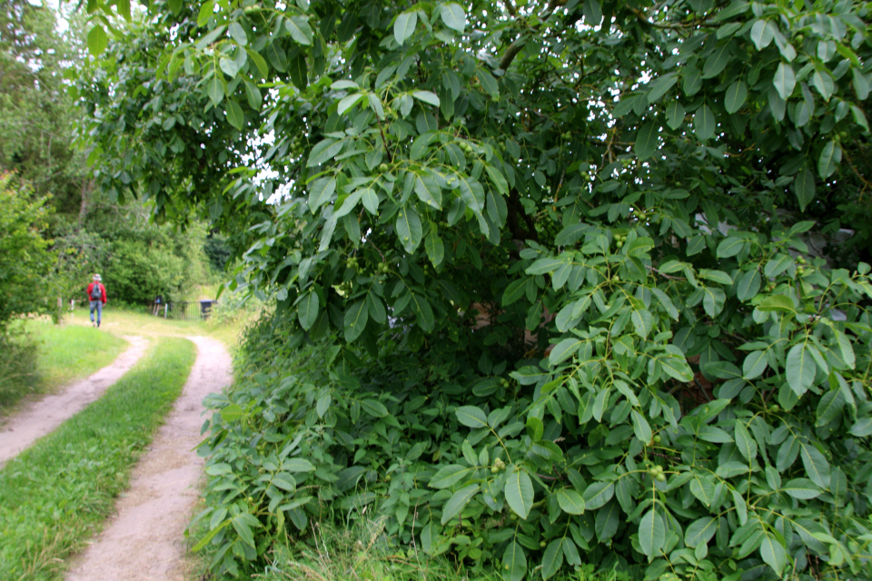 Грецкий орех (дат. Valnød, лат. Juglans regia). Плантация Холмы Сондруп, Дания. 14 июля 2022