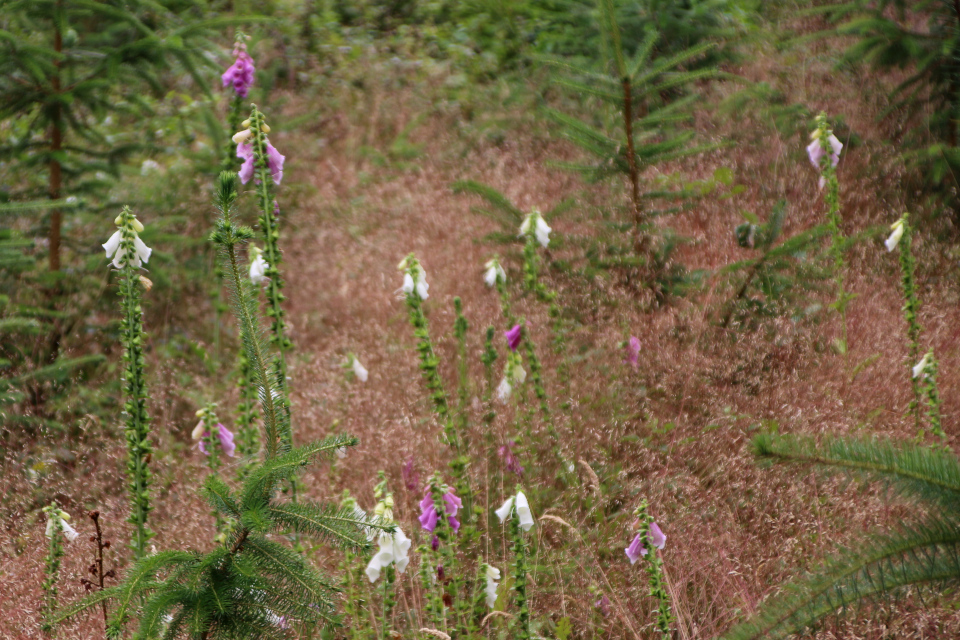 Наперстянка пурпурная (дат. Almindelig fingerbøl, лат. Digitalis purpurea). Плантация Холмы Сондруп, Дания. 14 июля 2022