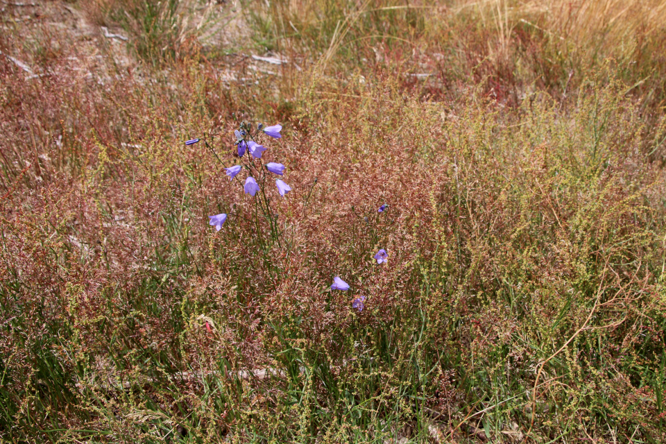 Колокольчик круглолистный (дат. Liden Klokke, лат. Campanula rotundifolia). Памятник. Плантация Холмы Сондруп, Дания. 14 июля 2022