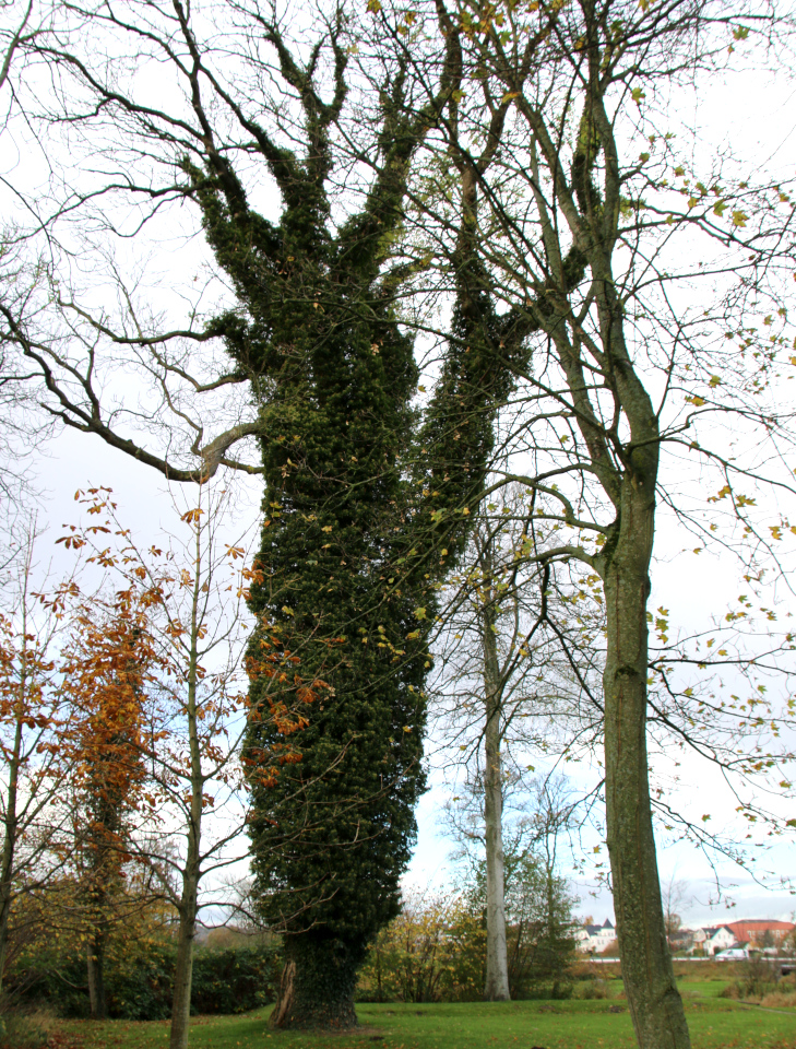 Плющ (дат. Vedbend, лат. hedera helix). Силькеборг, Дания. 2 нояб. 2022 