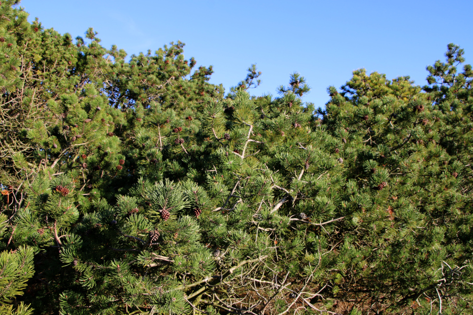 Сосны (Pinus). Плантация Киркебю, остров Рёмё, Дания. 19 нояб. 2022 