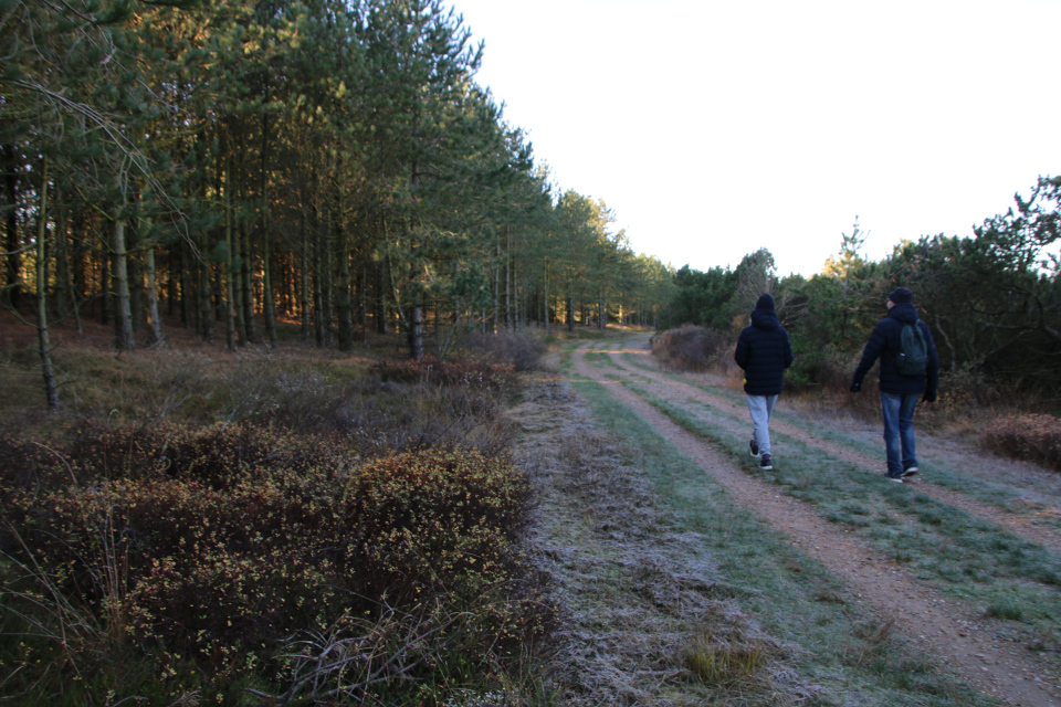 Сосны (Pinus). Плантация Киркебю, остров Рёмё, Дания. 19 нояб. 2022 