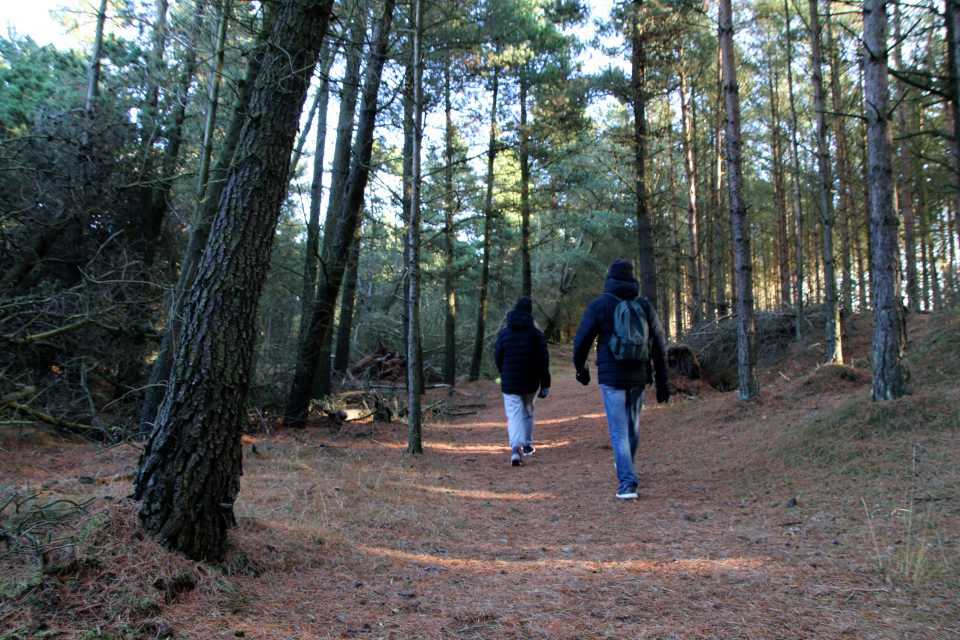 Сосна обыкновенная (дат. Skovfyr, лат. Pinus sylvestris). Плантация Киркебю, остров Рёмё, Дания. 19 нояб. 2022 