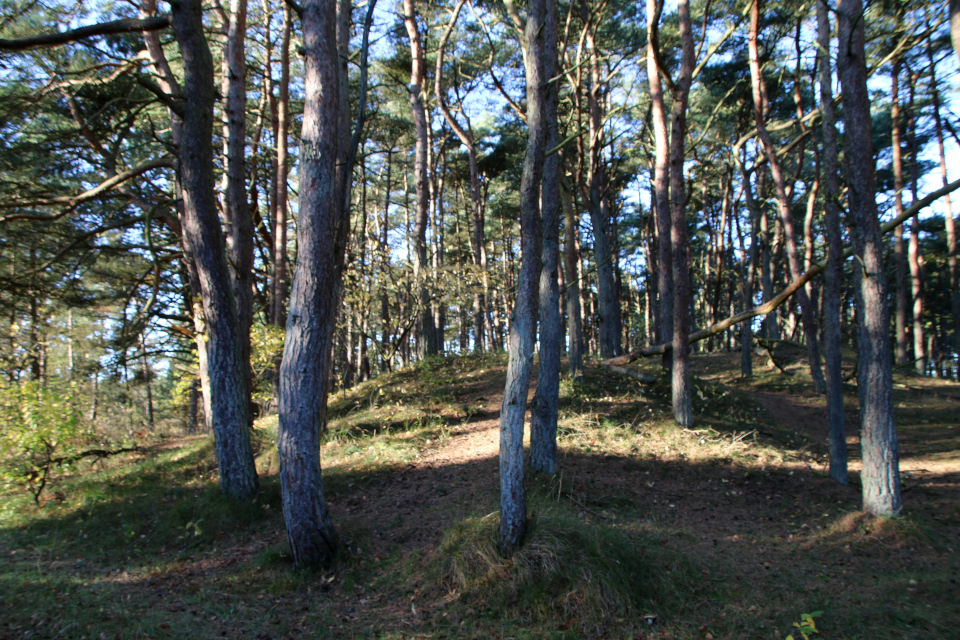 Сосна обыкновенная (дат. Skovfyr, лат. Pinus sylvestris). Плантация Киркебю, остров Рёмё, Дания. 19 нояб. 2022 