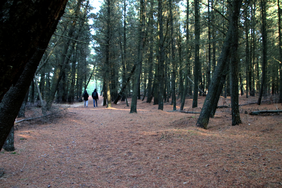 Сосна обыкновенная (дат. Skovfyr, лат. Pinus sylvestris). Плантация Киркебю, остров Рёмё, Дания. 19 нояб. 2022 