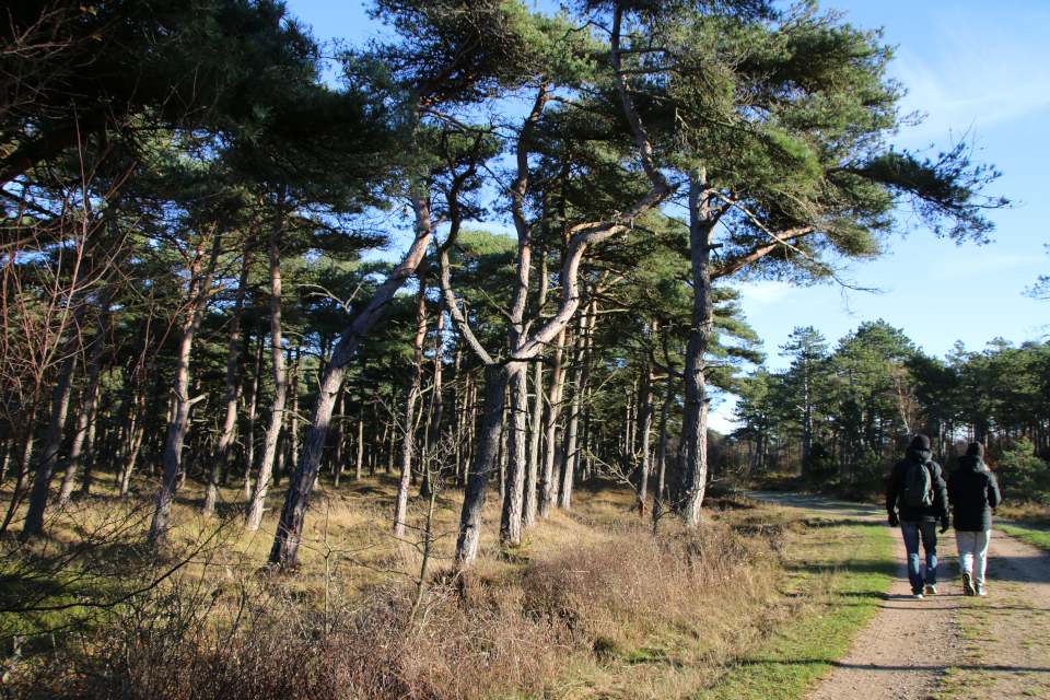 Сосны (Pinus). Плантация Киркебю, остров Рёмё, Дания. 19 нояб. 2022 