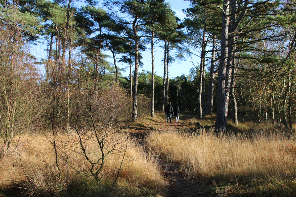 Сосна обыкновенная (дат. Skovfyr, лат. Pinus sylvestris). Плантация Киркебю, остров Рёмё, Дания. 19 нояб. 2022 