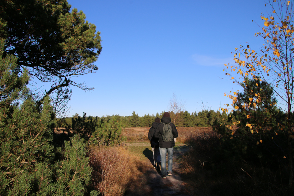 Сосна обыкновенная (дат. Skovfyr, лат. Pinus sylvestris). Плантация Киркебю, остров Рёмё, Дания. 19 нояб. 2022 