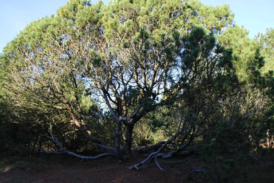 Сосны (Pinus). Плантация Киркебю, остров Рёмё, Дания. 19 нояб. 2022 