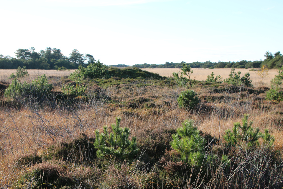 Сосны (Pinus). Плантация Киркебю, остров Рёмё, Дания. 19 нояб. 2022 