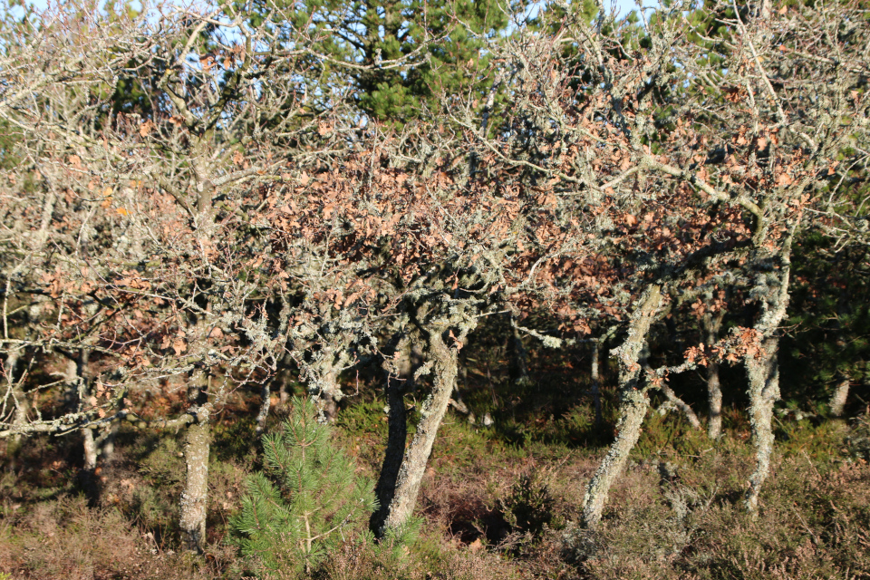 Дуб черешчатый (дат. Stilkeg, лат. Quercus robur), Сосны (Pinus). Плантация Киркебю, остров Рёмё, Дания. 19 нояб. 2022 