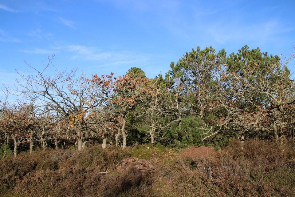 Дуб черешчатый (дат. Stilkeg, лат. Quercus robur), Сосны (Pinus). Плантация Киркебю, остров Рёмё, Дания. 19 нояб. 2022