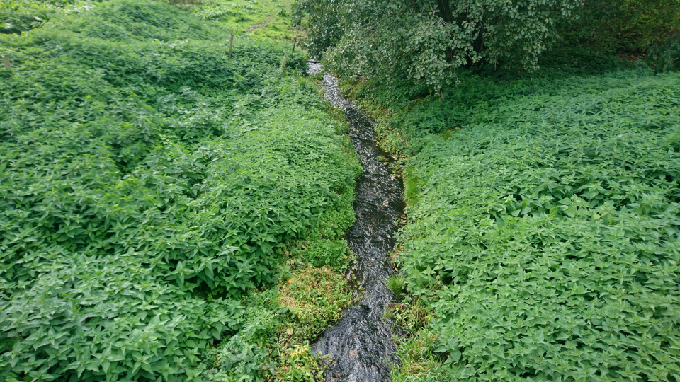 Крапива (дат. Nælde, лат. Urtica). Поместье Мёллеруп (Møllerup Gods), г. Рёнде, Дания. 16 сент. 2018 